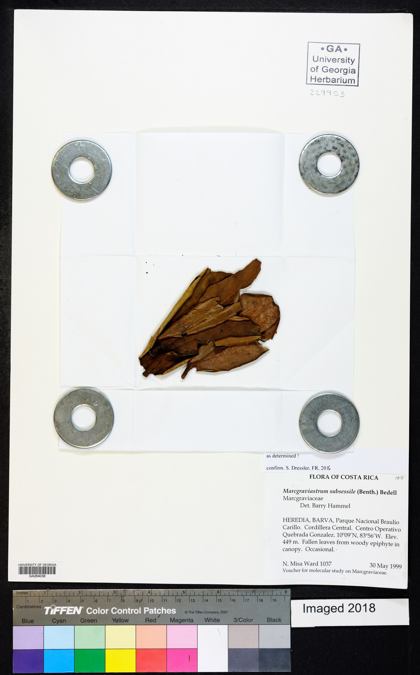 Marcgraviastrum subsessile image