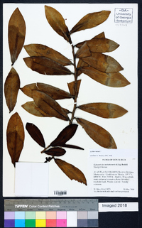 Schwartzia costaricensis image