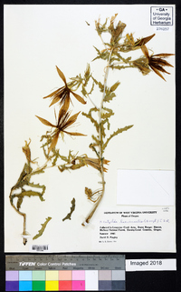 Mentzelia laevicaulis image