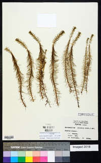 Myriophyllum pinnatum image