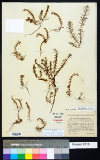 Myriophyllum pinnatum image