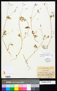 Chaerophyllum procumbens image