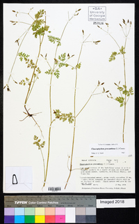 Chaerophyllum procumbens image