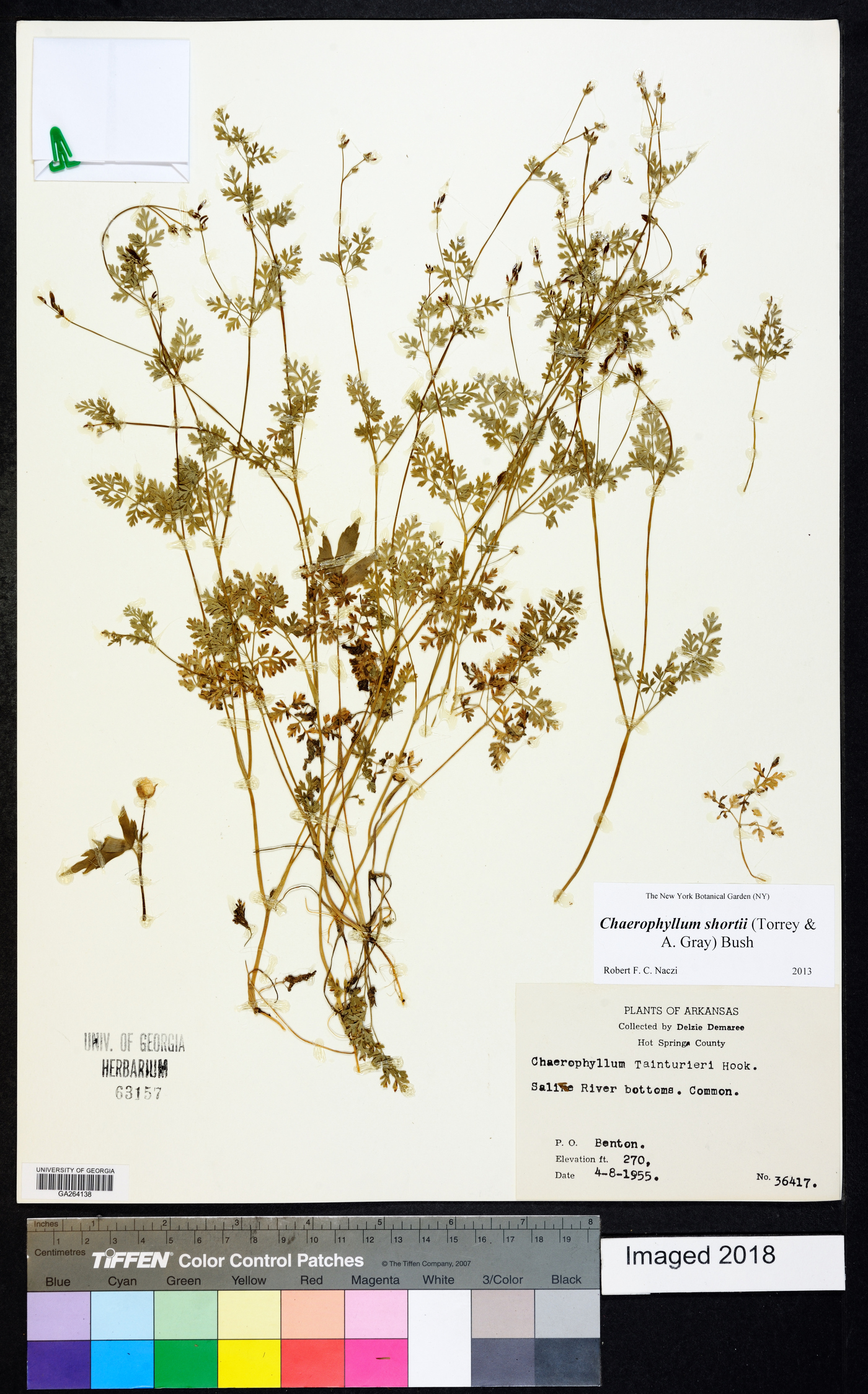 Chaerophyllum procumbens var. shortii image