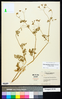 Chaerophyllum procumbens var. shortii image