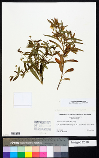 Lysimachia lanceolata image