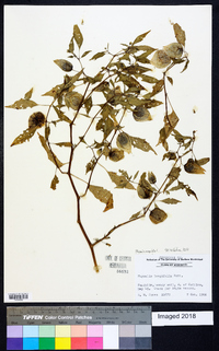 Physalis angulata image