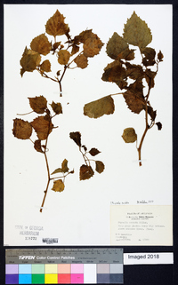 Physalis cordata image