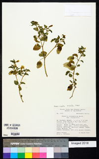 Physalis crassifolia image