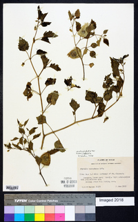 Physalis hederifolia image