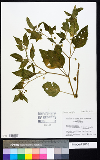 Physalis longifolia image