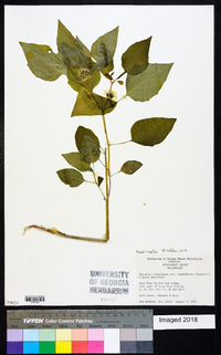 Physalis longifolia image