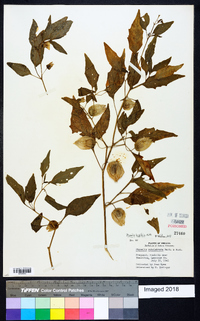 Physalis longifolia image