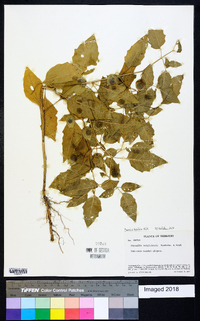 Physalis longifolia image