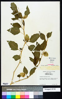 Physalis longifolia image