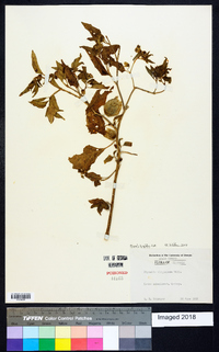 Physalis longifolia image