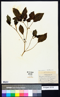 Physalis pubescens image