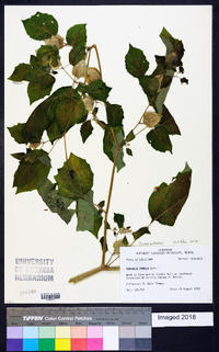 Physalis pubescens image