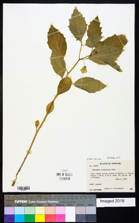 Physalis virginiana image