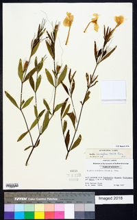 Ruellia noctiflora image