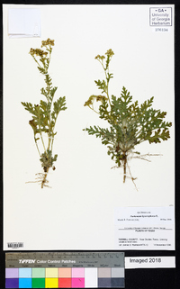 Parthenium hysterophorus image