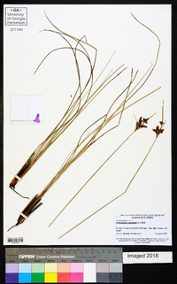 Fimbristylis castanea image