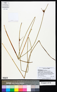 Scleria baldwinii image