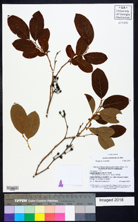 Lyonia mariana image