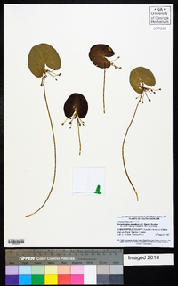 Nymphoides aquatica image