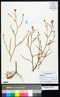 Symphyotrichum tenuifolium image