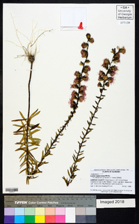 Liatris squarrulosa image