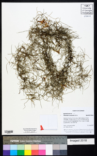 Tillandsia usneoides image