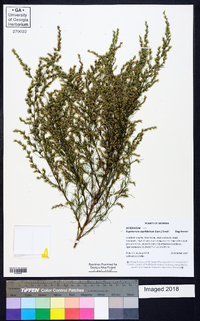 Eupatorium capillifolium image