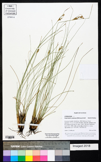 Fimbristylis castanea image