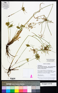 Cyperus flavicomus image