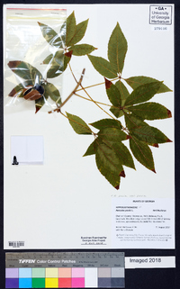 Aesculus pavia var. pavia image