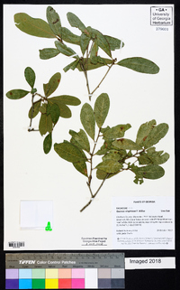 Quercus virginiana image