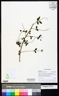 Ligustrum sinense image