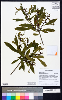 Myrica cerifera image