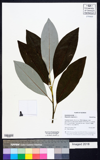 Magnolia virginiana image