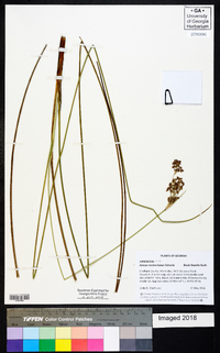 Juncus roemerianus image