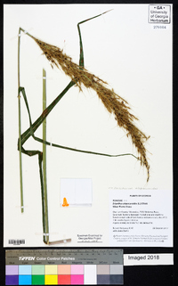 Saccharum alopecuroides image