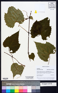 Vitis palmata image