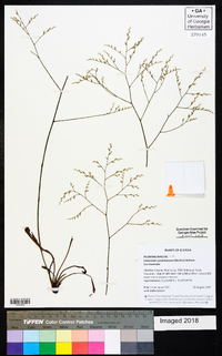 Limonium carolinianum image