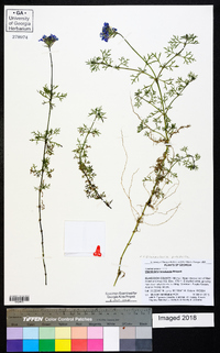 Glandularia pulchella image