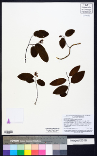 Berchemia scandens image