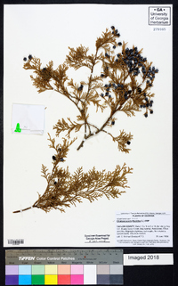 Chamaecyparis thyoides image