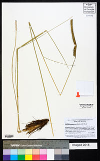 Ctenium aromaticum image