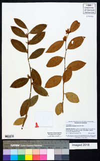 Leucothoe axillaris image