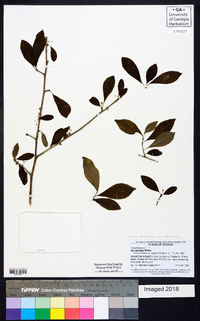 Ilex decidua var. decidua image